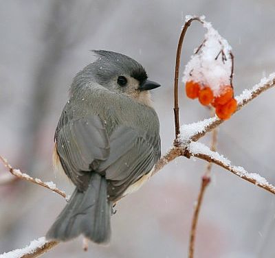 photo of Tufted Titmouse at Ojibway, by Russ Jones