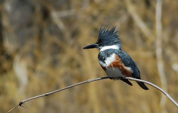 female Kingfisher at Ojibway Park, photo by Jerry Pollard