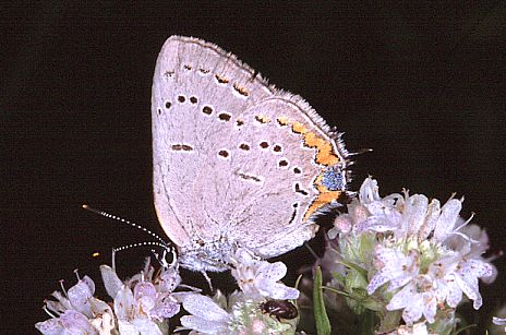 Acadian Hairstreak butterfly on mountain mint