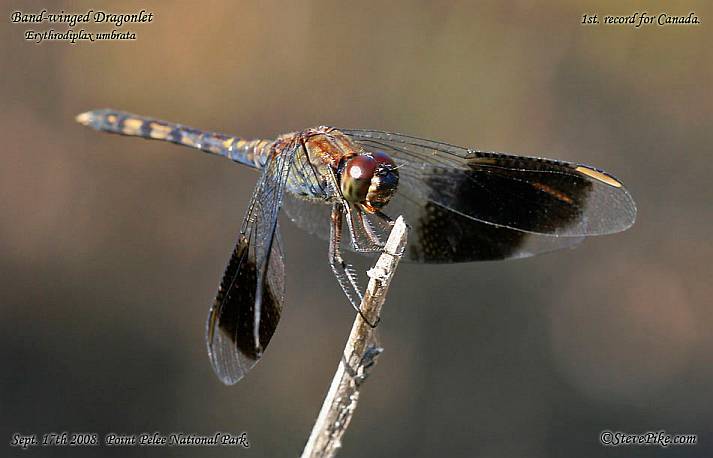 Band-winged Dragonlet, © Steve Pike