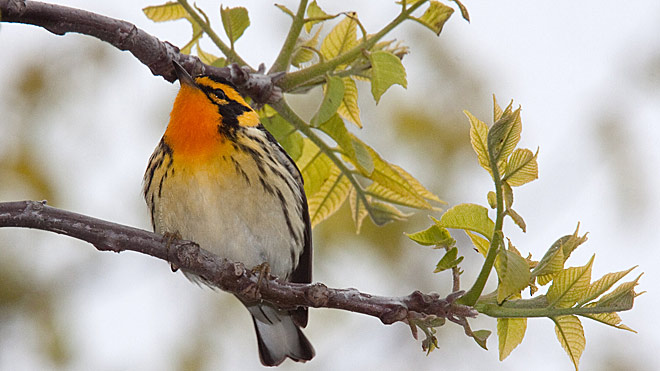 Blackburnian Warbler photo © Paul Pratt