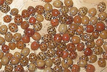 Multicoloured Asian Lady Beetles