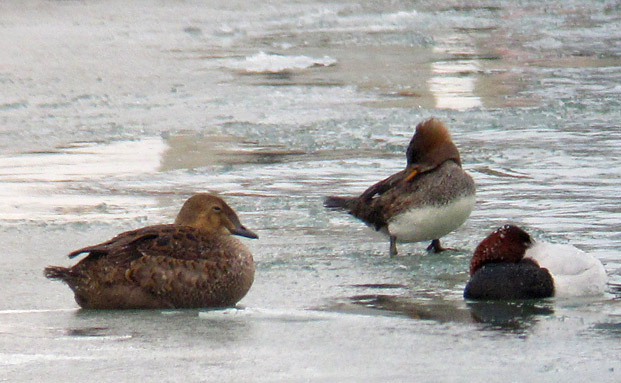 female King Eider with Hooded Marganser and Canvasback