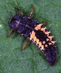 lady beetle larva