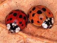 Multicoloured Asian Lady Beetle