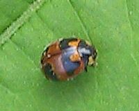 Hieroglyphic Lady Beetle