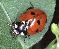 Seven-spotted Lady Beetle