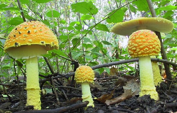 Yellow Patches mushroom. photo by Paul Pratt