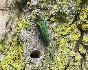 Emerald Ash Borer