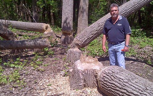 Cottonwood tress cut down by beavers on Peche Island