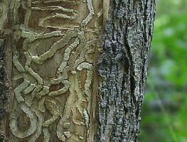 galleries of emerald ash borer larvae beneath bark
