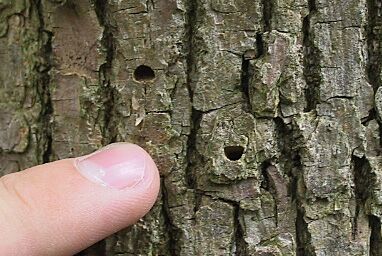  D shaped exit holes in ash trunk left by emerging Emerald Ash Borers.