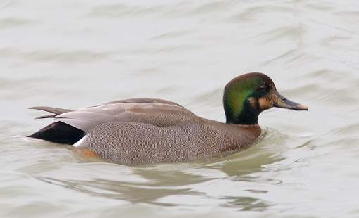 Brewer's Duck image by by Paul Pratt