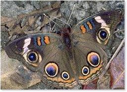 Buckeye butterfly