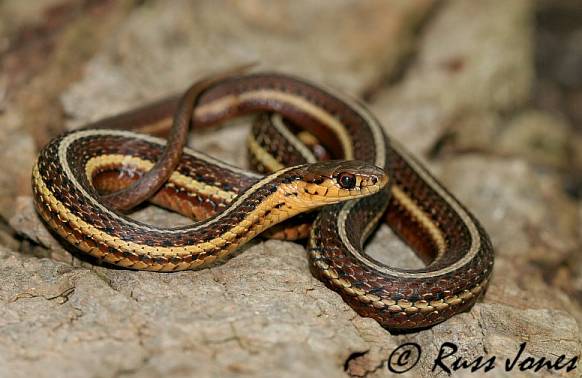 Butler's Gartersnake image by Russ Jones