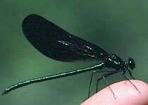 Ebony Jewelwing