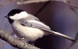 Black-capped Chickadee