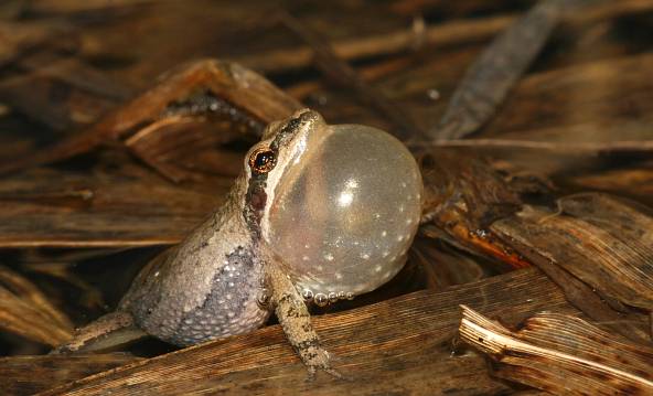 Western Chorus Frog, photo © Tom Preney