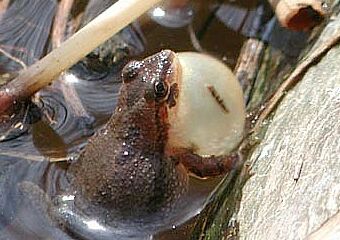 Midland Chorus Frog image, photo by Russ Jones