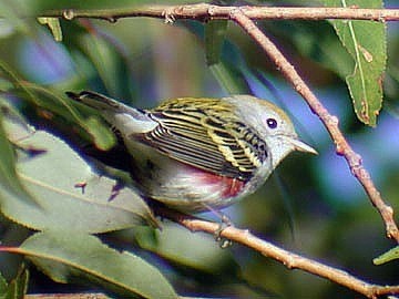 male Chestnut-sided Warbler in fall plumage - photo by Russ Jones