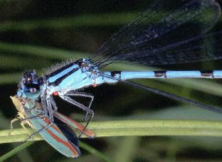 Hagen's Bluet feeding on leafhopper