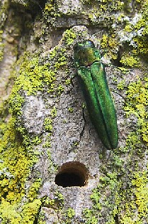 Emerald Ash Borer near D shaped exit hole