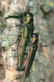 pair of Emerald Ash Borers