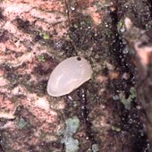 egg on ash trunk