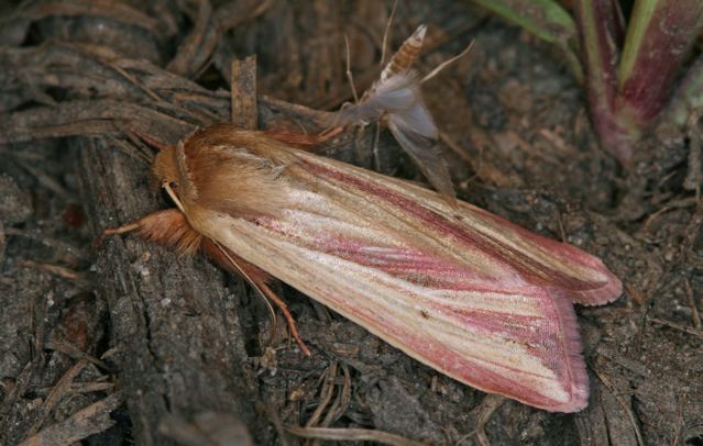 image of Pink Streak Moth, © P.D. Pratt