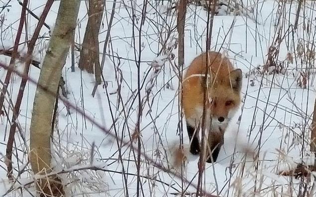 Red Fox at Spring Garden, photo by Gerry Pollard