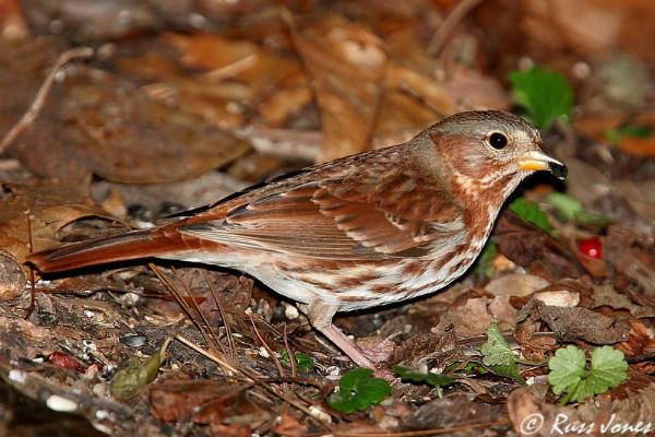 photo of Fox Sparrow by Russ Jones