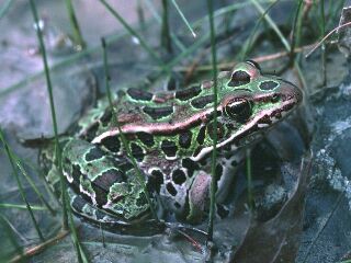 Northern Leopard Frog