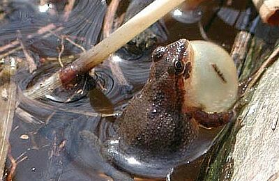 chorus frog photo by Russ Jones