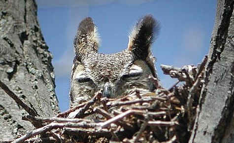 Great Horned Owl on nest. Photo by Russ Jones