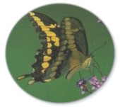 Giant Swallowtail butterfly