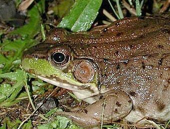 Green Frog image, photo by Russ Jones