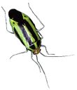 Poeciolocapus lineatus, Four-lined Plant Bug (Miridae)