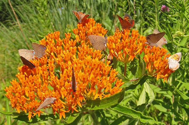 image of butterflies on Butterfly Milkweed
