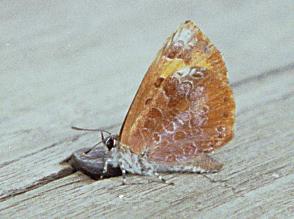 Harvester butterfly