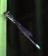 Eastern Forktail