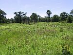 photo of Ojibway Prairie Provincial Nature Reserve in summer