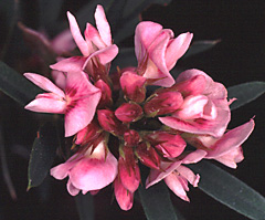  Slender Bush-clover by K. Cedar