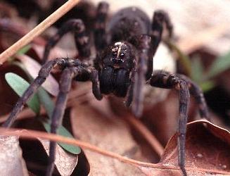 female wolf spider