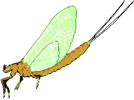mayfly