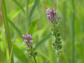 Pink Milkwort image