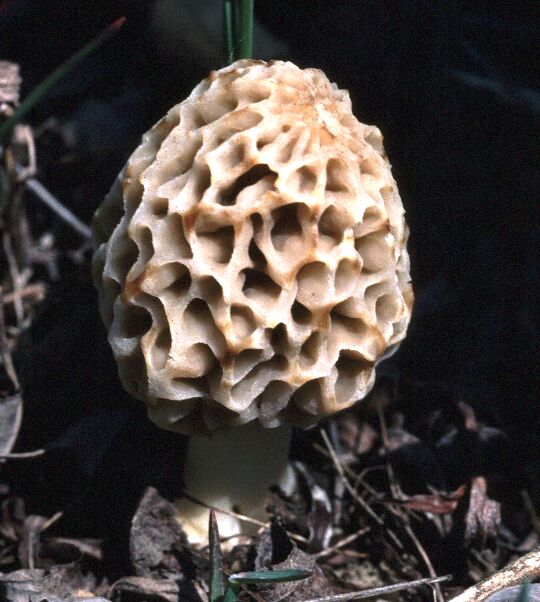 Morchella Fungi
