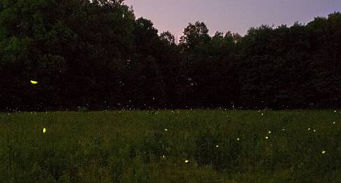fireflies over prairie meadow
