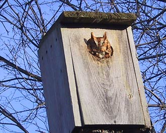 red phase Eastern Screech-Owl Jan 10, 2002