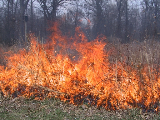 prescribed burn Ojibway Park