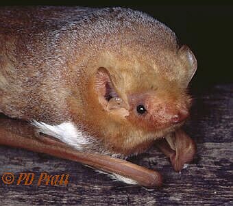  photo of Red Bat  (click here for more photos)